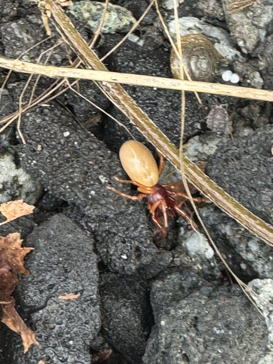 GroeningRyan's tweet image. Nope 👎 I’m done weeding today. #wtf #spider #alien #facehugger