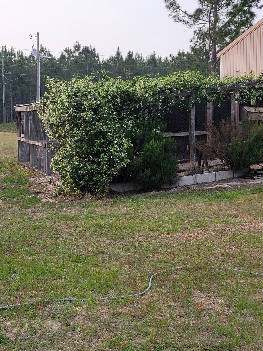 Sassafrass84 tweet media