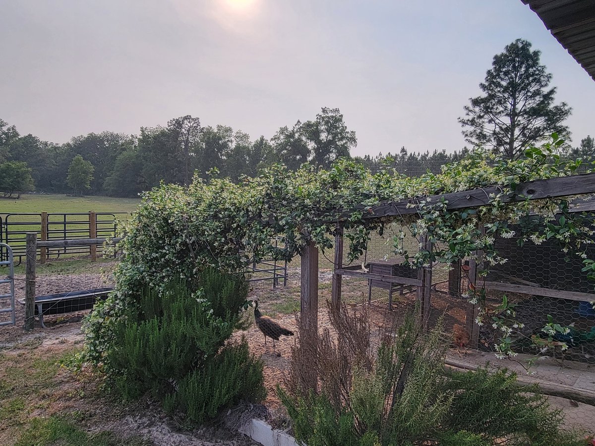 Sassafrass84 tweet media