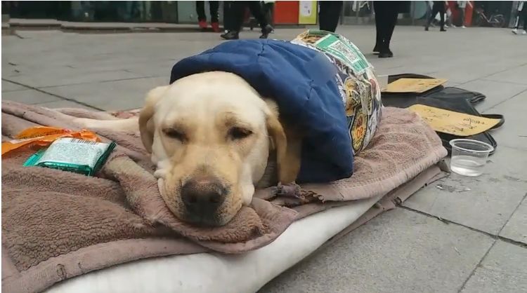 marlene wenger tweet media