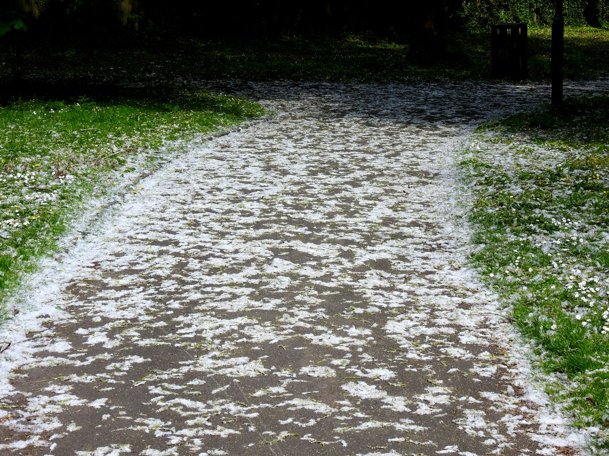 mildthing99's tweet image. Snow impression...
Poplar fluff all over Mounthill Gardens, Epsom
@StormHour @metoffice @ThePhotoHour #getoutside