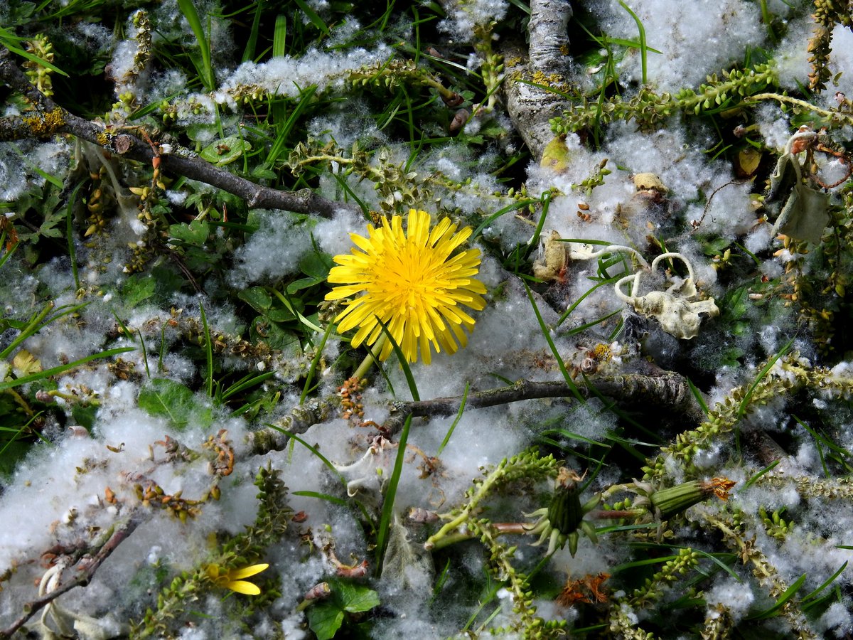 mildthing99's tweet image. Snow impression...
Poplar fluff all over Mounthill Gardens, Epsom
@StormHour @metoffice @ThePhotoHour #getoutside