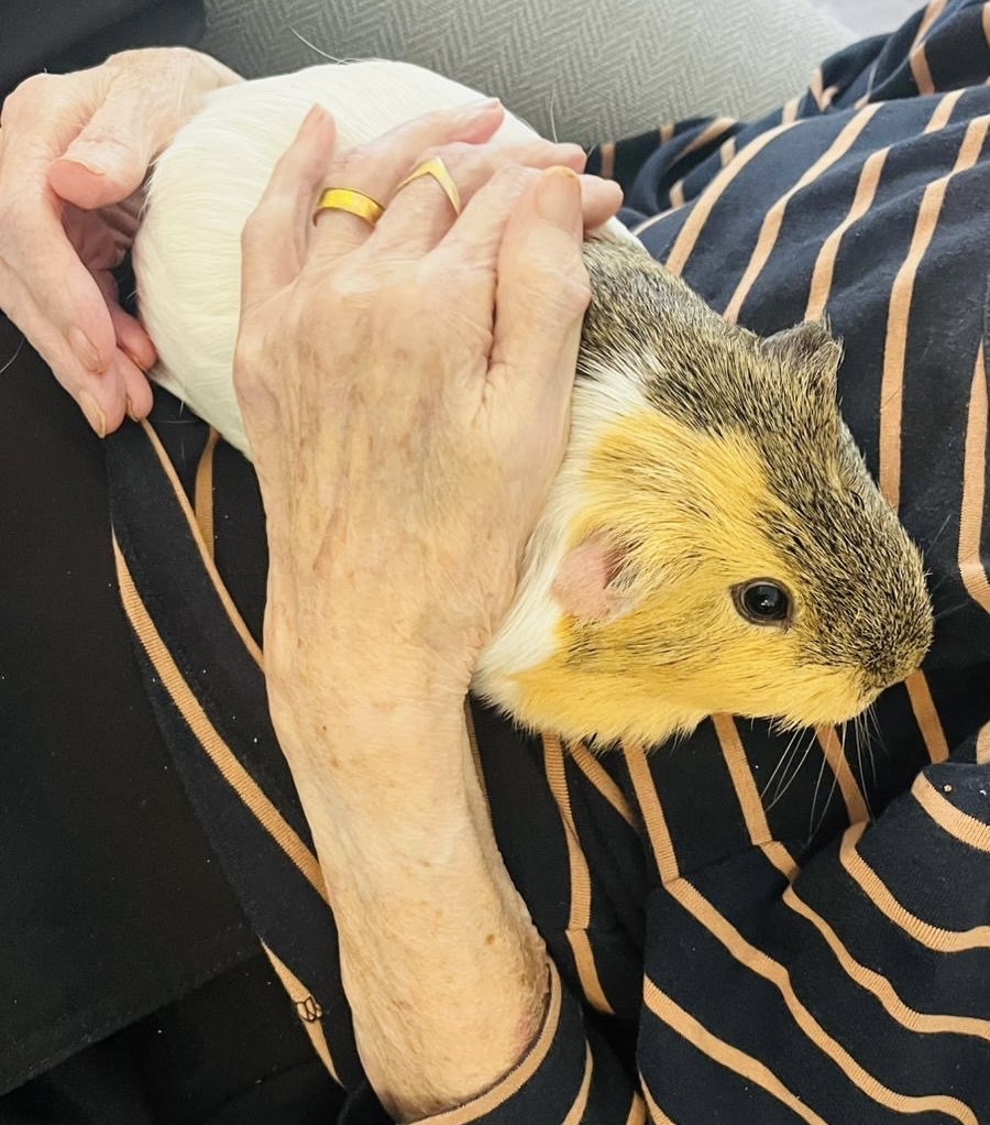 Cedar Court Nursing Home tweet media