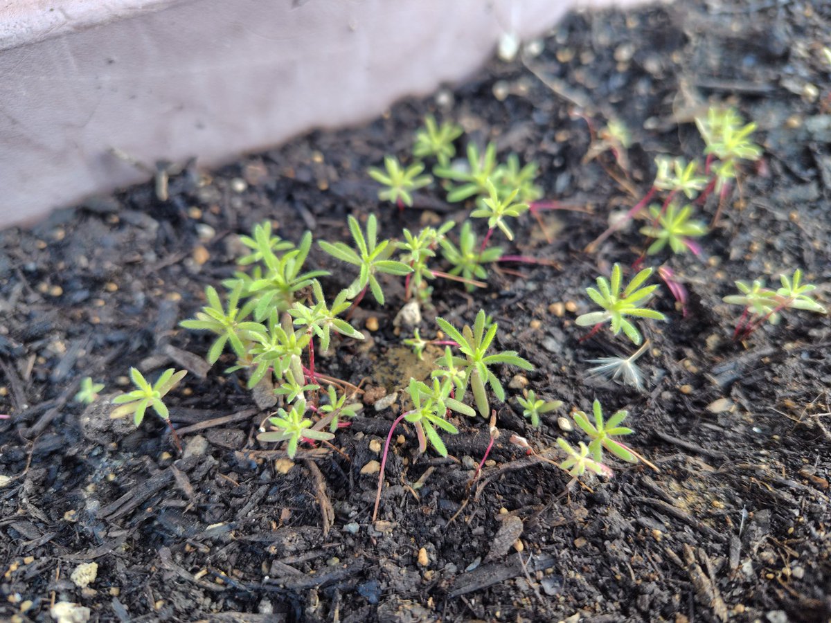 🌈milty🐶＆luke🐶 tweet media