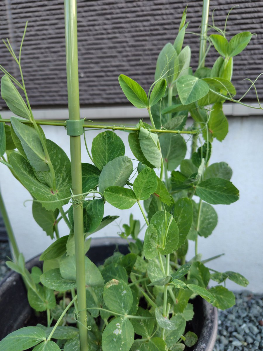 🌈milty🐶＆luke🐶 tweet media