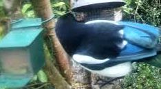 tourscotland's tweet image. Today's Tour #Scotland short 4K #Spring Tuesday wildlife nature camera travel video Blog clip of the sight and sounds of beautiful, sociable, black and white #Magpie #Birds spotted eating on morning visit and trip to my #Scottish garden tour-scotland-photographs.blogspot.com/2026/04/magpie…