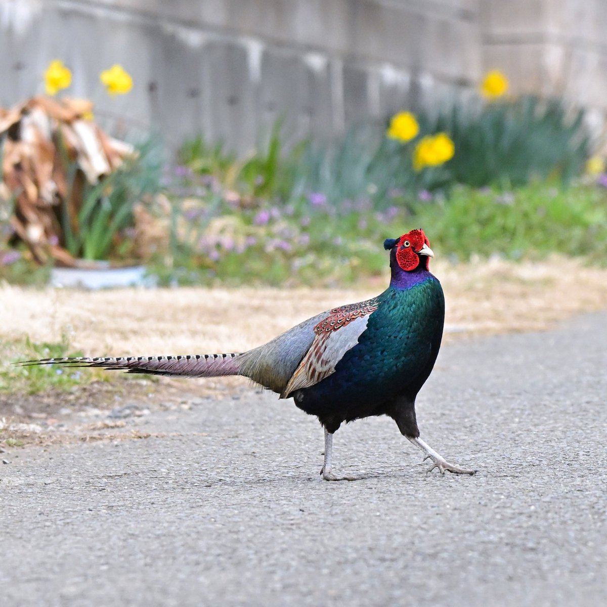 手がカイロ tweet media