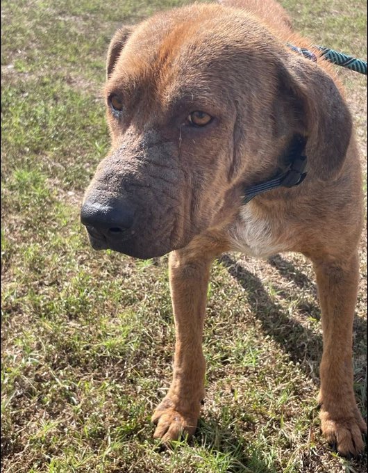 PerfectPathBlog's tweet image. 🚨 HOUSTON #A386992 — THIS SWEET 3 YEAR OLD BOY IS IN PAIN WITH SEVERE ALOPECIA AND HARDENED SKIN

He was abandoned at Corpus Christi ACS and left to suffer. 

His skin is badly inflamed, hardened, and stinky from the alopecia. All he needs is a medicated bath, proper food, and