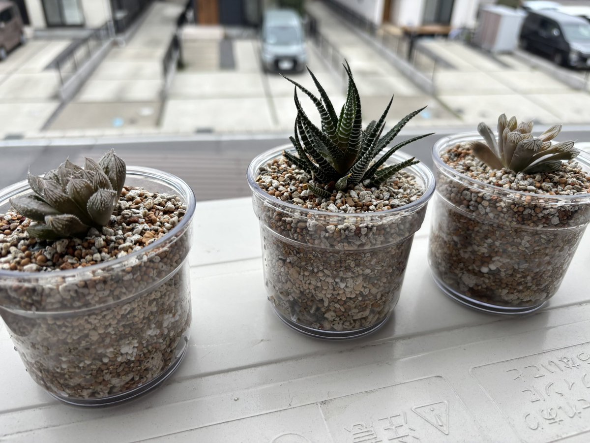 さんとりー tweet media