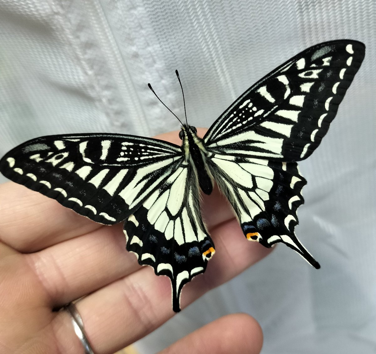 キーヒロアゲハ丸 tweet media