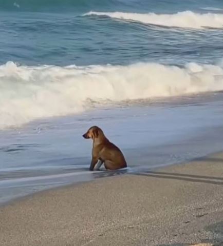 어서오시개$welcomdog$ tweet media