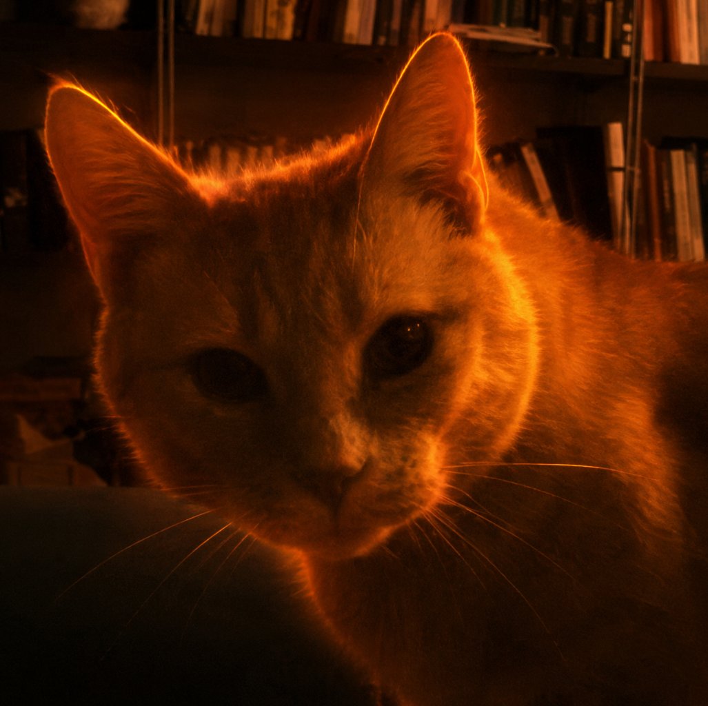 SATOSHI HAS A CAT

CATOSHI MAKES SENSE

WIF GLOW