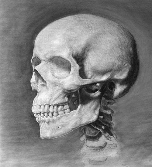 BunnieKat1962's tweet image. #Skull