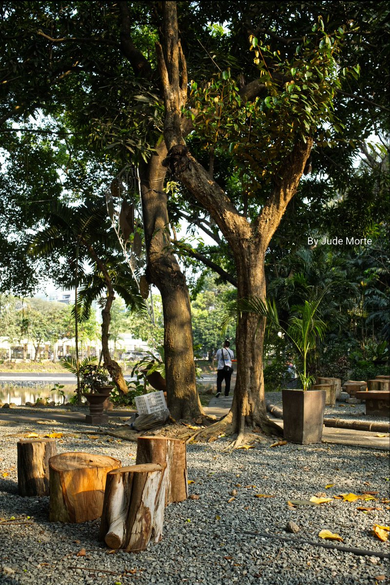MorteJude's tweet image. Just a quick 4/21/26 snap of a #tree or two at #QuezonCityHall , Quezon City, #Philippines 🇵🇭, w/ some #seats made out of tree trunks in the foreground.
Enjoy, LL 🌳

#thickTrunkTuesday #urban #fujifilmxm5 #photography