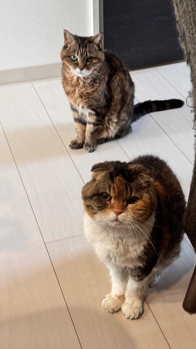 TurutanMumu's tweet photo. 朝食にパンを食べてたら…
並んでるし🐈🐈‍⬛ https://t.co/kkNrZg6j7f