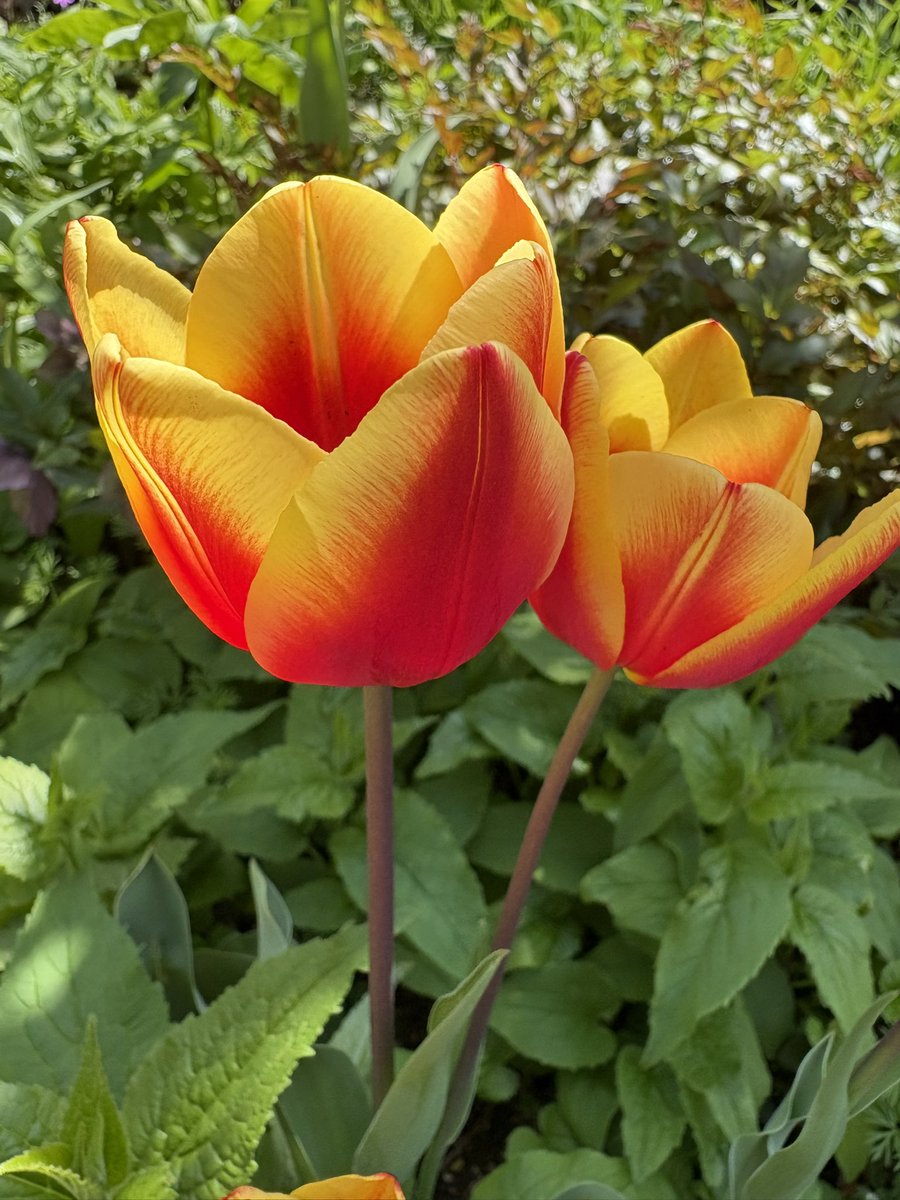 おはようございます♪