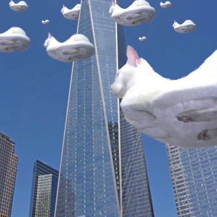 Punch Cat tweet media