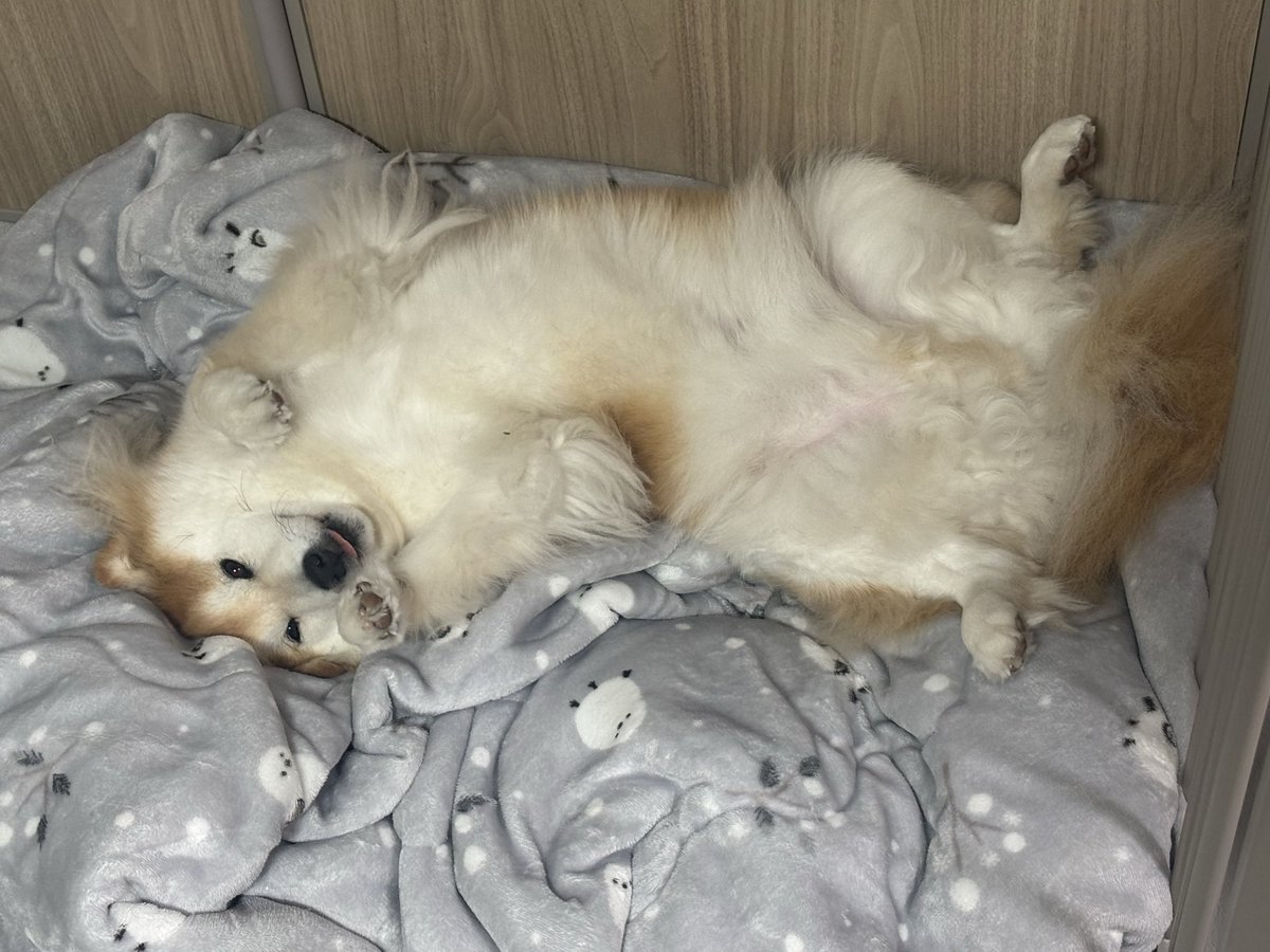 ageagepayapaya's tweet photo. あざといーぬ_(:3 」∠)_

実は寝てるときが一番騒がしい。。。

#柴犬　#あつあげ https://t.co/j7xaB7SyEf