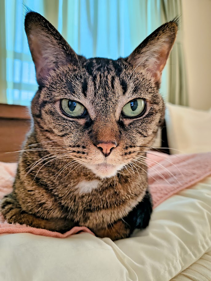 夜更かしの猫好き🐾🐾 tweet media