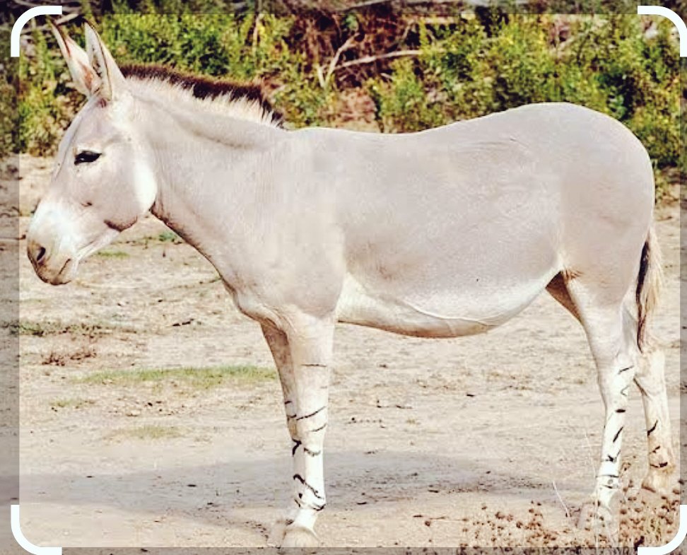 عبدالمجيد الفايز (ابو عبدالرحمن) 🇸🇦 tweet media