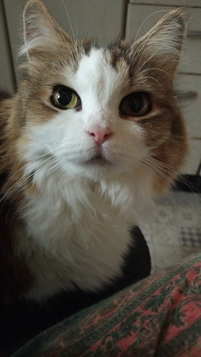 ailcom1552's tweet photo. おはにゃん

#ねこのいる幸せ https://t.co/sSCr3ZpNlX