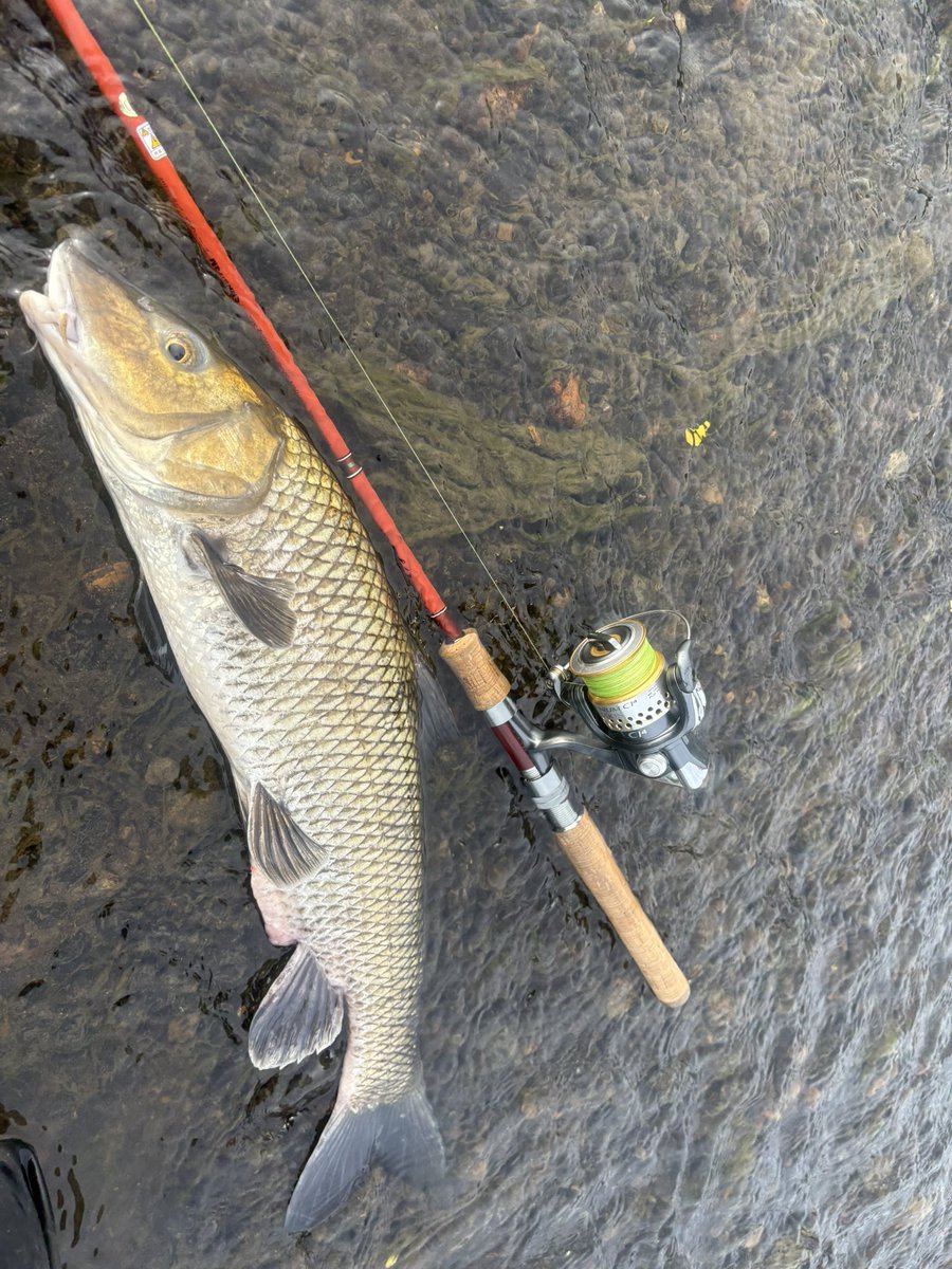 ちゃっかり魚も釣りながら🦴
釣り人の僕は本来こっちがメインなはずなんですがね笑