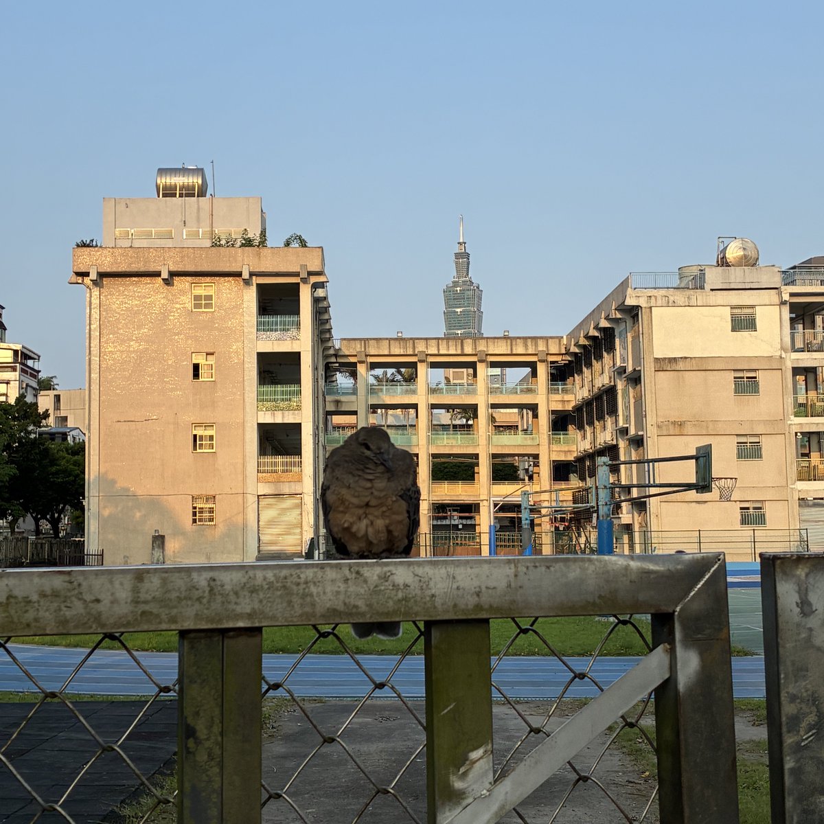 小鶏🐣@迷子集会 大阪 昼&夜 tweet media