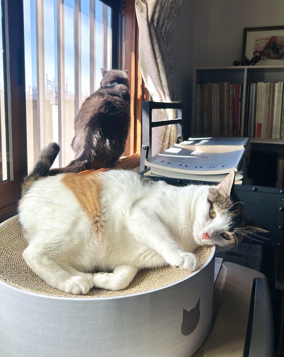 三毛猫日記🌙 tweet media