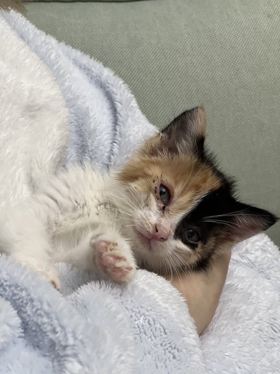 دیستال‌اکسس tweet media