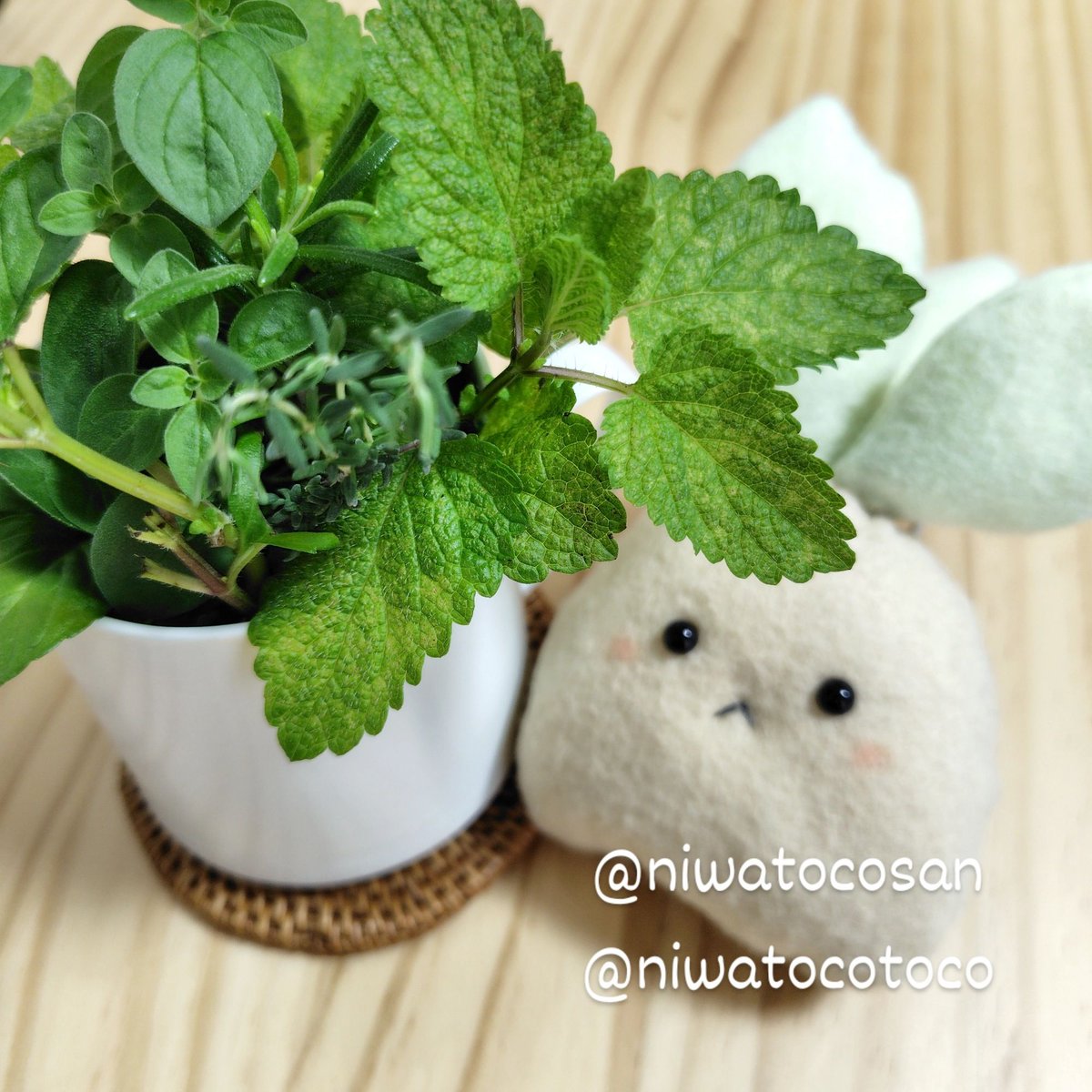 niwatoco tweet media