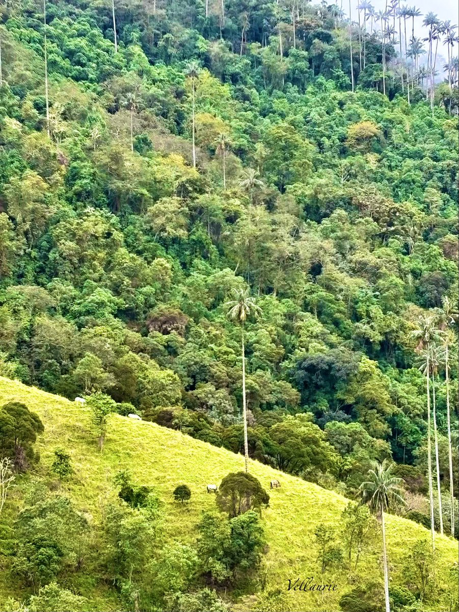 VijayEllaurie's tweet image. Good Evening 🕊️ #TranquilTuesday "Tranquility is not the absence of storms, but the peace within during the storm." #innerpeace #mindfulness #tranquility #peaceofmind