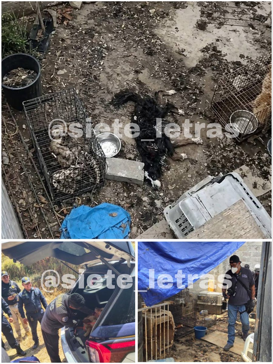 siete_letras's tweet image. Hallan predio con al menos 13 perritos MUERTOS:

Algo grave pasa en #Cdmx y #Edomex.

El exterminio y abandono de canes es inaudito.

Esto ocurrió hoy en un predio de Piedra Larga, Topilejo, @TlalpanAl.

@SSC_CDMX rescató a un perro, pero está grave.