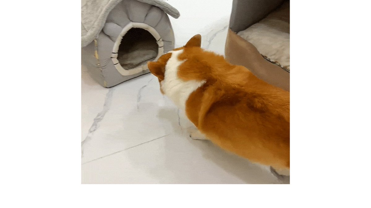 diber johan tweet media