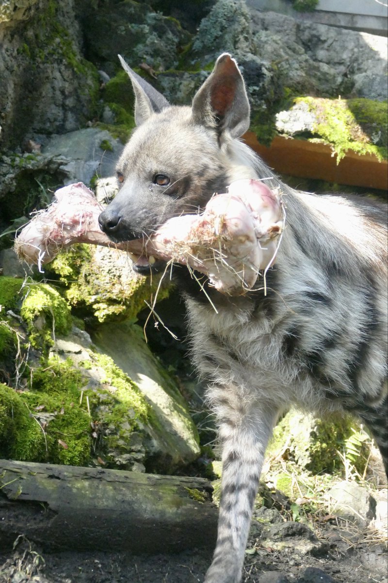 レムルゥ tweet media