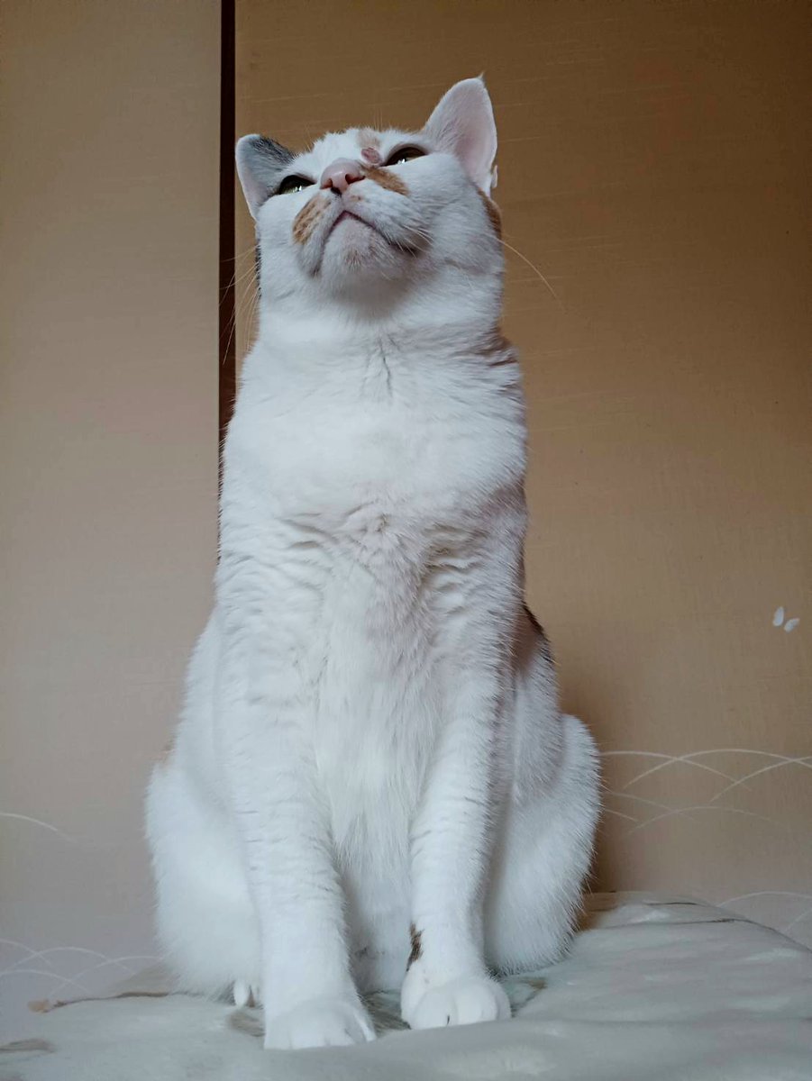 老(=^・・^=)と婆ぁの生活 tweet media