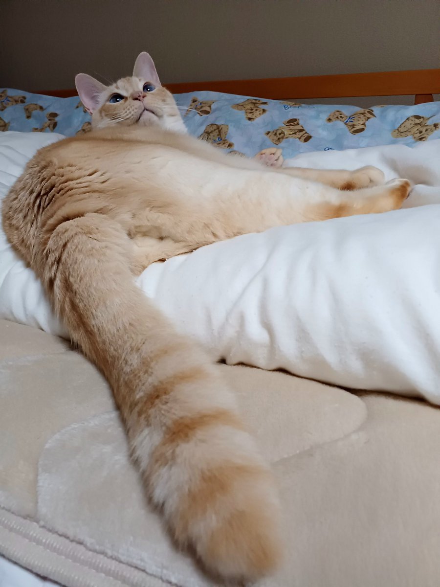 老(=^・・^=)と婆ぁの生活 tweet media