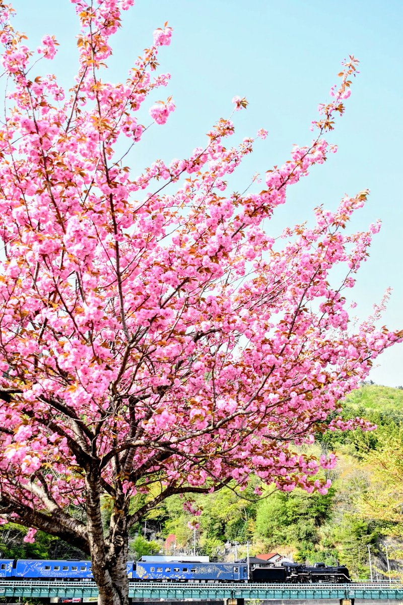 haroo1125's tweet photo. SL銀河アーカイブ　2023. 4.22
北上川で菜の花
遠野で芝桜
上有住で山桜
釜石で八重桜

花花花花の1日でした👍 https://t.co/LqV1dV5Z1p