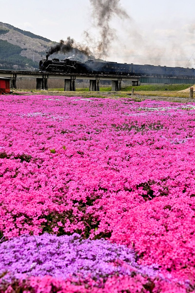 haroo1125's tweet photo. SL銀河アーカイブ　2023. 4.22
北上川で菜の花
遠野で芝桜
上有住で山桜
釜石で八重桜

花花花花の1日でした👍 https://t.co/LqV1dV5Z1p
