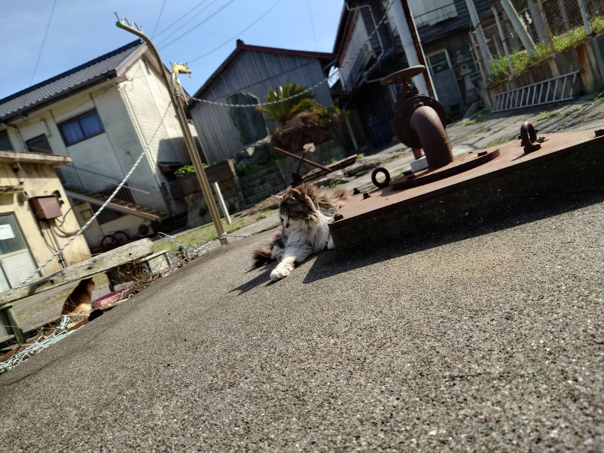 青島猫を支援する会-青島・島民15人猫100匹以上の島- tweet media