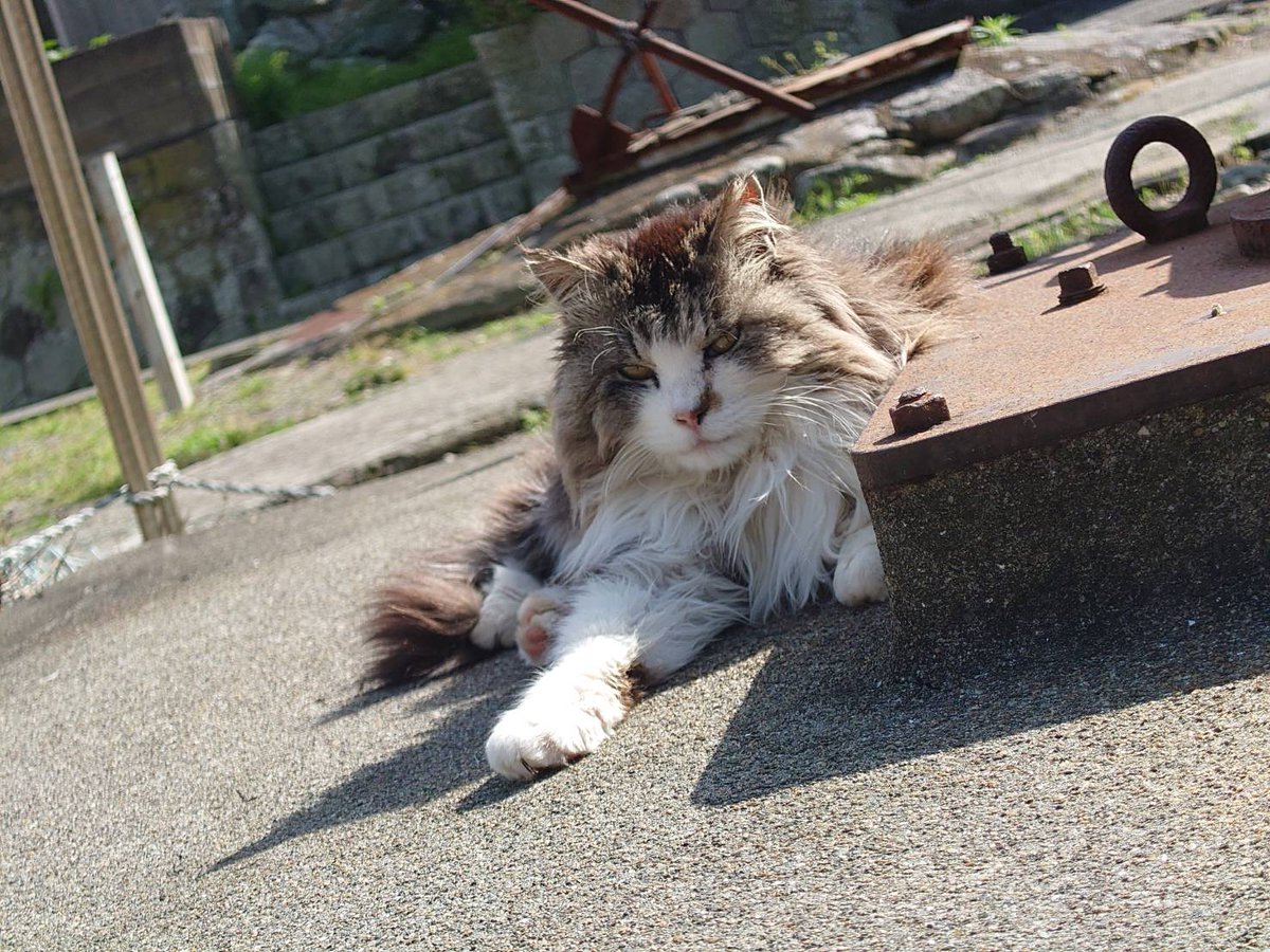 青島猫を支援する会-青島・島民15人猫100匹以上の島- tweet media