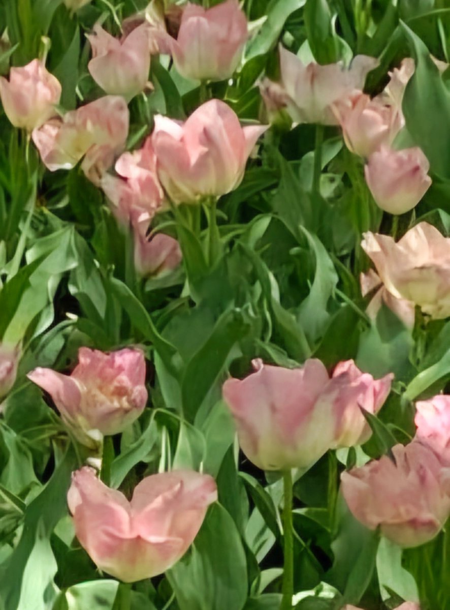 🌻楓🌻🩷🌸°・*🌸🩷ゆっくりよろしくお願いします💕 tweet media