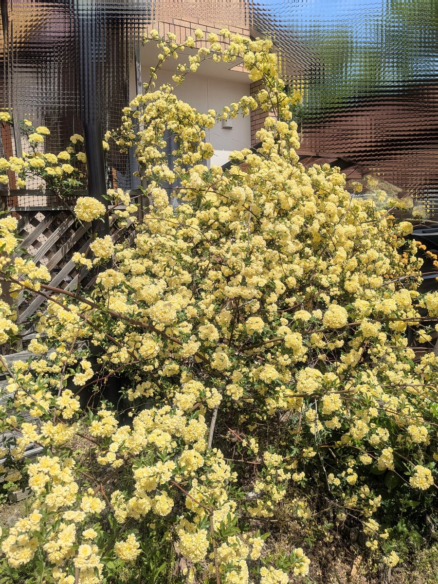 ❦みいみい❦ tweet media