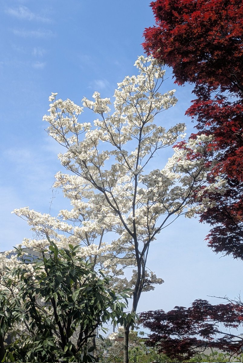 ❦みいみい❦ tweet media