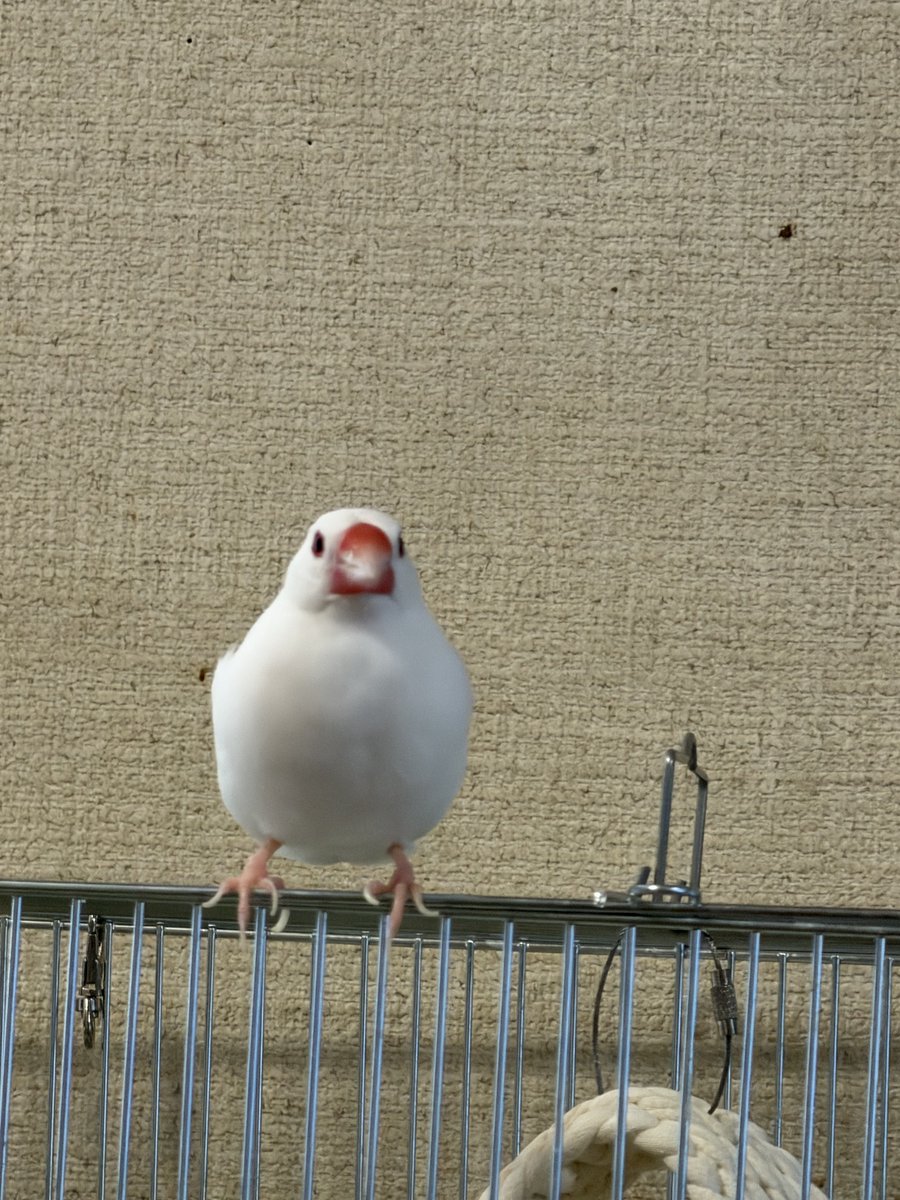 JR7COO's tweet photo. 朝ご飯待ちで高みの見物です。
#buncho  #文鳥 https://t.co/F5BXImlNA2