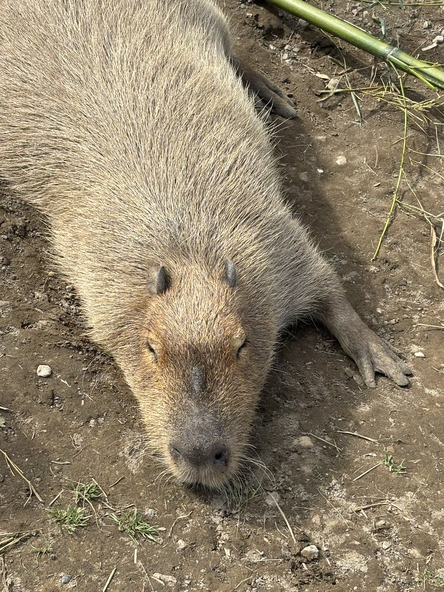 ワカナッツ&ユウセース(中の人☞母・カナコーリングステーション) tweet media