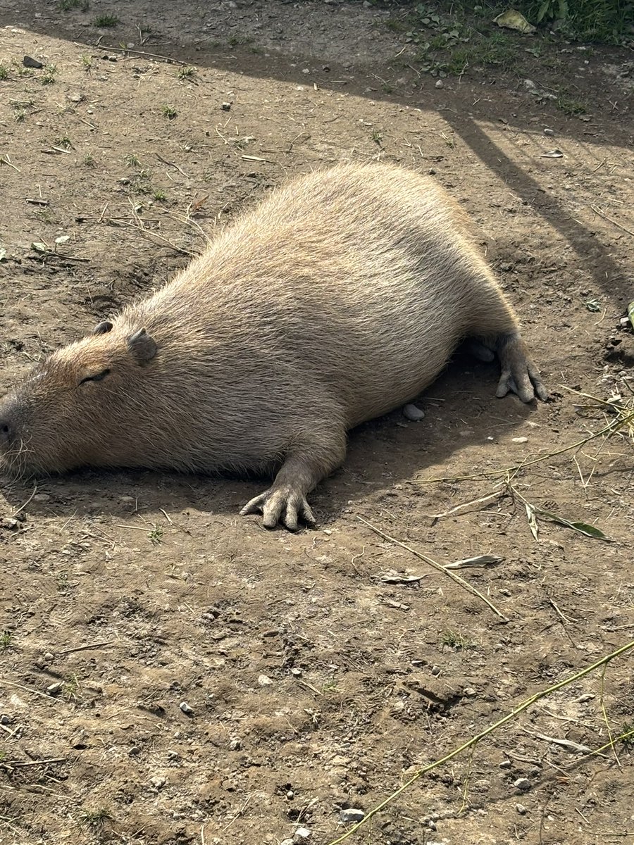 ワカナッツ&ユウセース(中の人☞母・カナコーリングステーション) tweet media