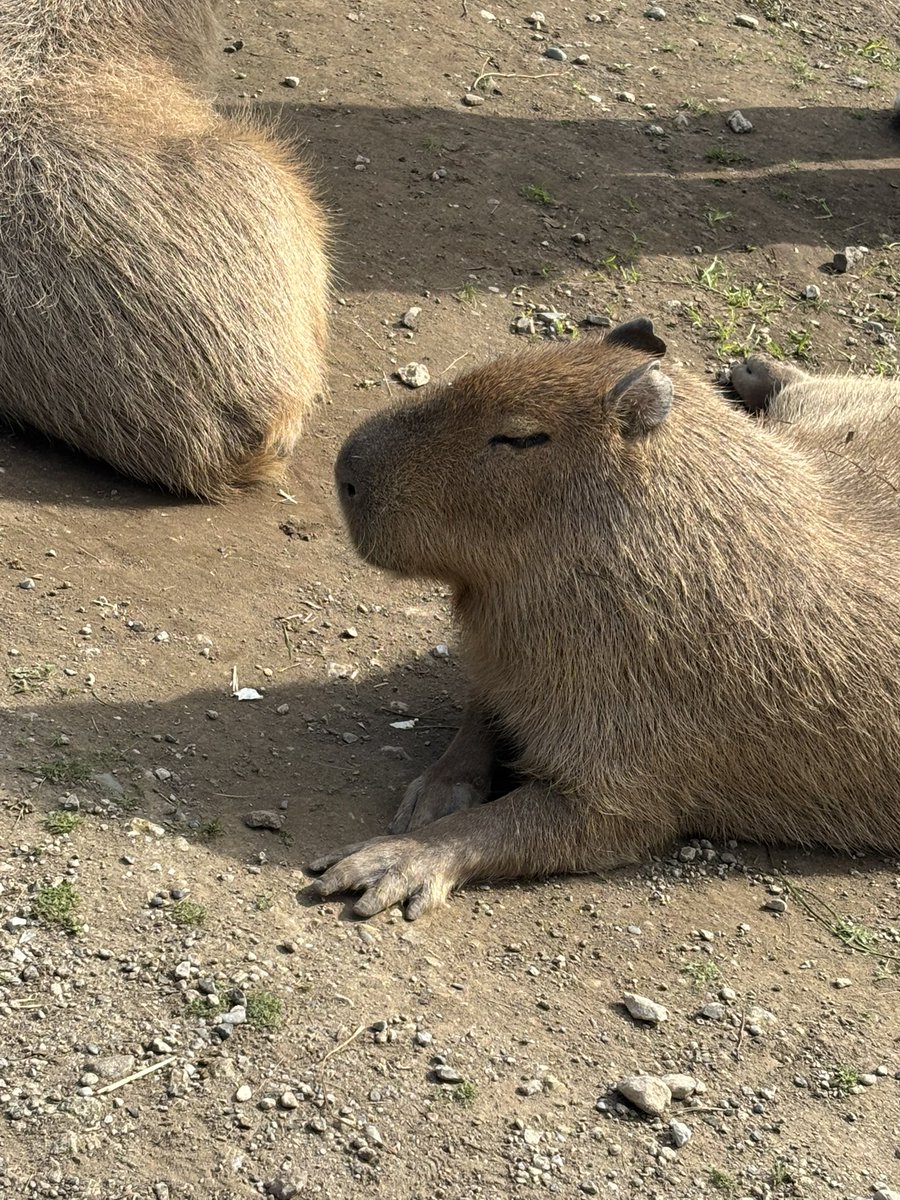 ワカナッツ&ユウセース(中の人☞母・カナコーリングステーション) tweet media