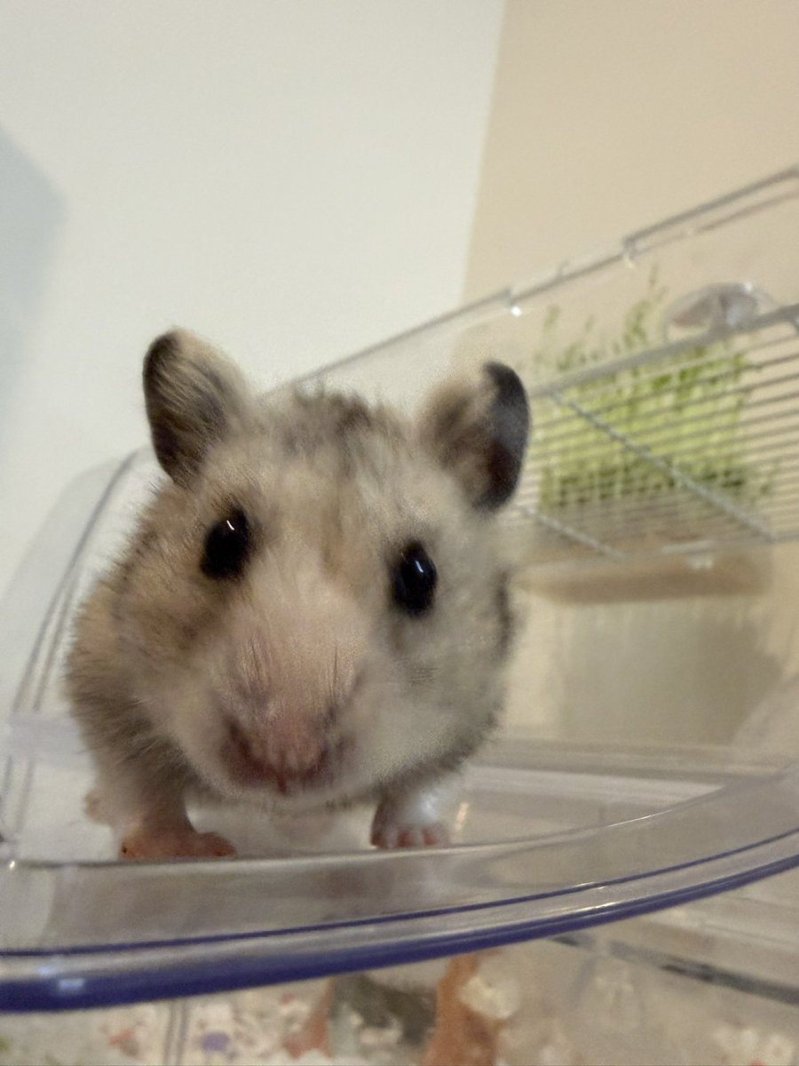 suisei_86star's tweet image. #ハムスターのタロイモ  #hamster
