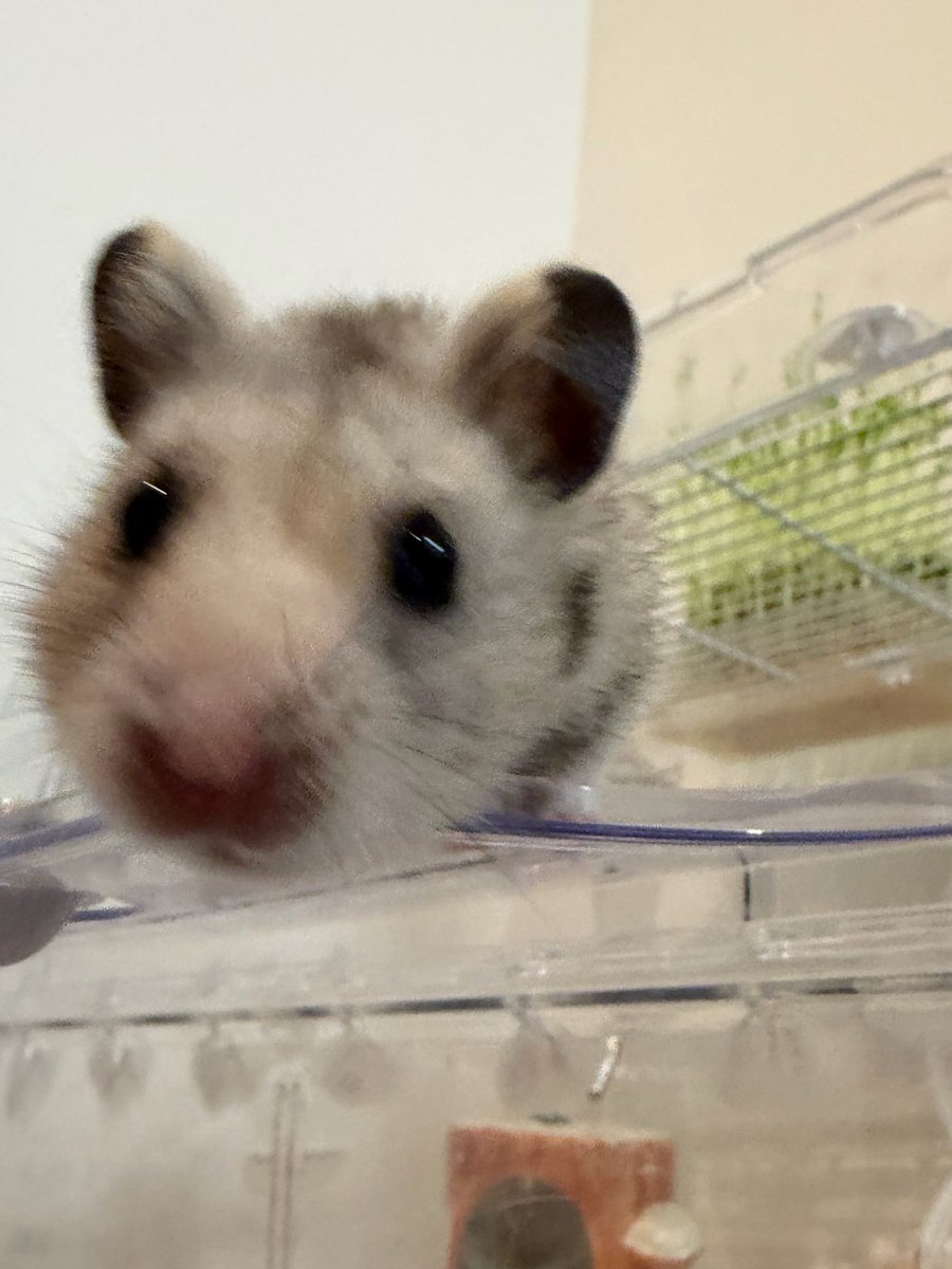 suisei_86star's tweet image. #ハムスターのタロイモ  #hamster