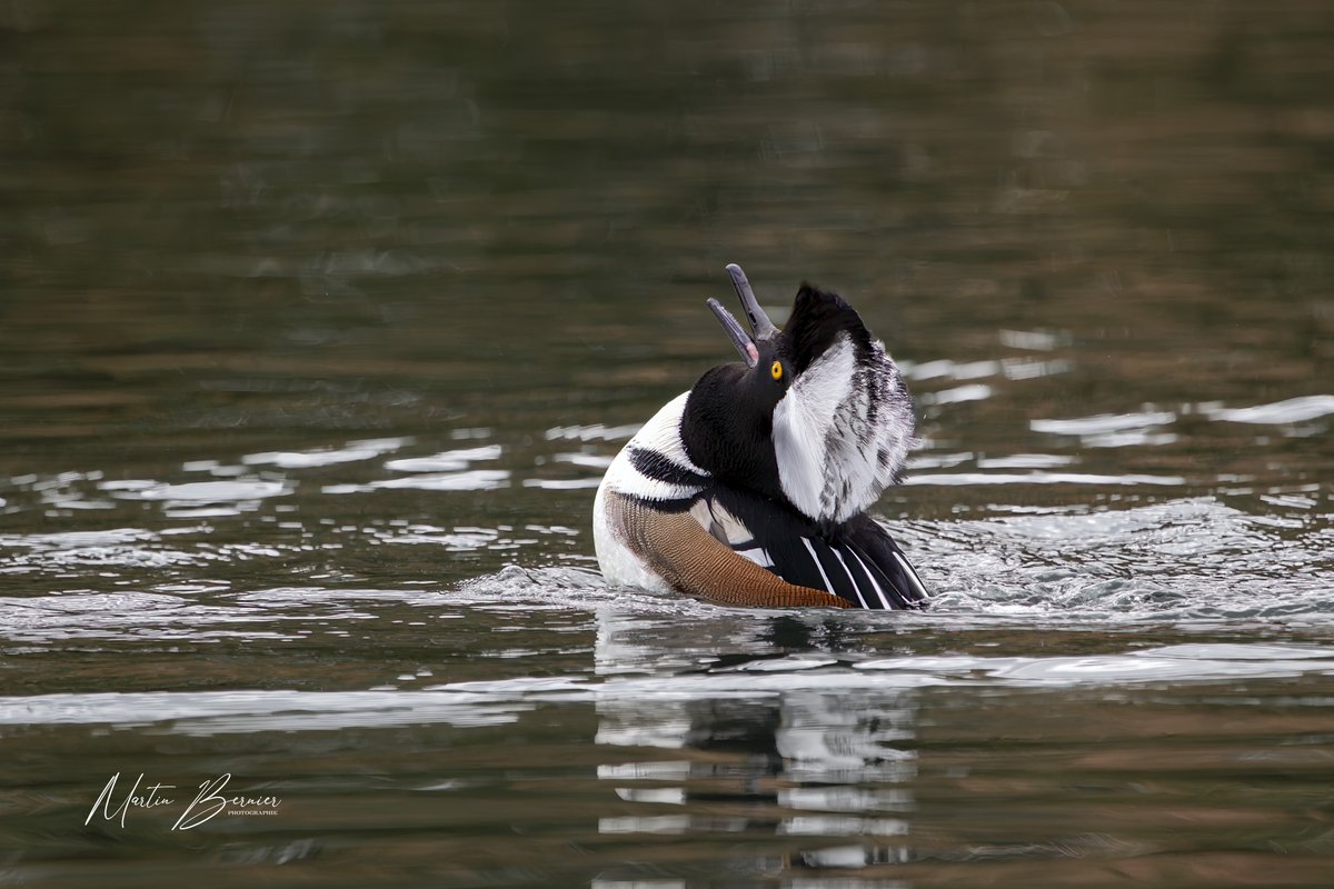 Martinb1100's tweet photo. La réussite en photographie d’oiseaux ne dépend pas seulement :
Du matériel
Des réglages
De la composition
Elle dépend surtout de l’endroit et du moment.
4,99 $ au lieu de 9,99 $.
https://t.co/zzTWiLcZnQ

#photographiedoiseaux #photographienature #photographiewildlife https://t.co/tbnpUT2SZC